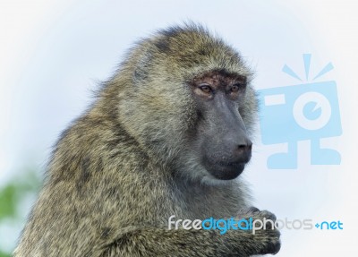 Postcard With A Funny Baboon Looking Aside Stock Photo