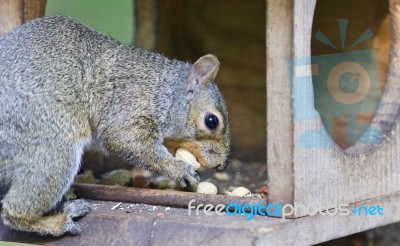 Postcard With A Funny Squirrel Eating Nuts Stock Photo