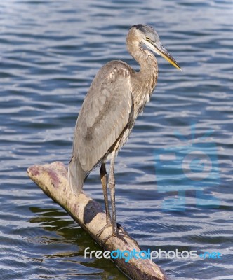 Postcard With A Great Blue Heron Standing On A Log Stock Photo