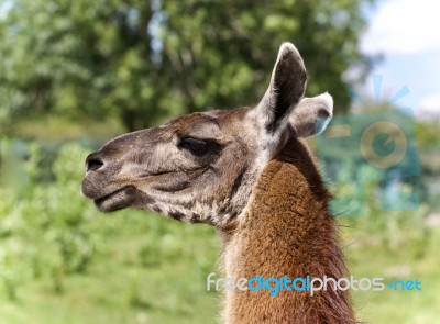 Postcard With A Llama Looking Aside In A Field Stock Photo