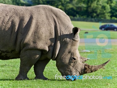 Postcard With A Rhinoceros Eating The Grass Stock Photo