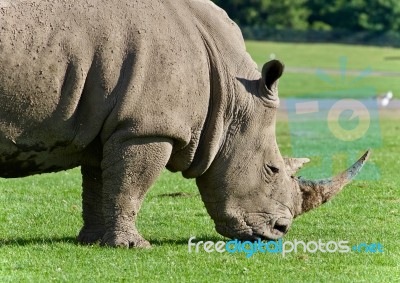Postcard With A Rhinoceros Eating The Grass Stock Photo