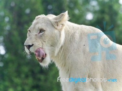 Postcard With A Scary White Lion Screaming Stock Photo