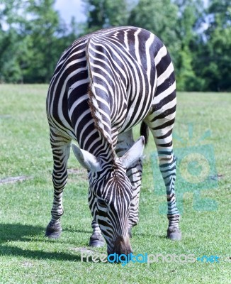 Postcard With A Zebra Eating The Grass On A Field Stock Photo