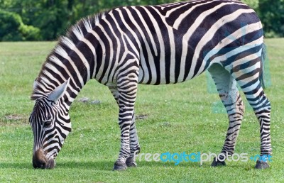 Postcard With A Zebra Eating The Grass On A Field Stock Photo