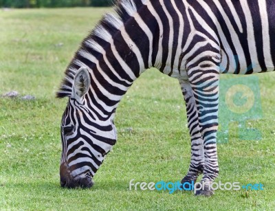 Postcard With A Zebra Eating The Grass On A Field Stock Photo