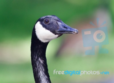 Postcard With An Emotional Canada Goose Screaming Stock Photo