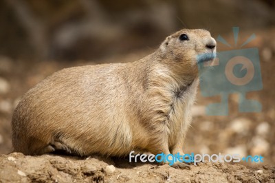 Prairie Dog Stock Photo