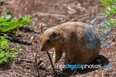 Prairie Dog (cynomys) Stock Photo