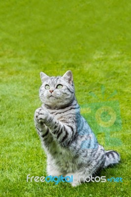Praying Cat On Green Grass Stock Photo