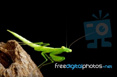 Praying Mantis Stock Photo Praying Mantis Stock Photo