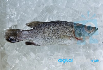 preserving Frozen Fish Stock Photo