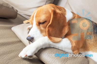Pretty Beagle Dog Stock Photo