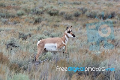 Pronghorn (antilocapra Americana) Stock Photo