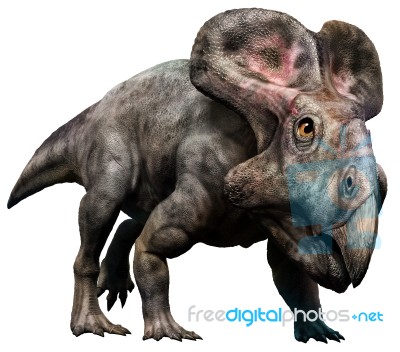 Protoceratops Stock Image