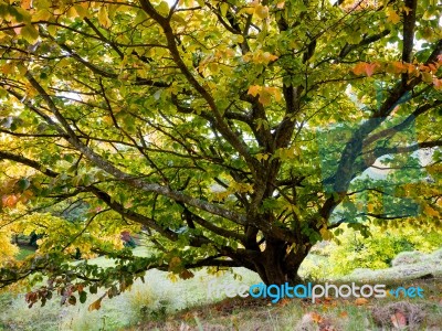 Prunus Pandora Tree In Autumn Stock Photo