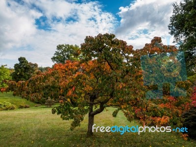 Prunus Pandora Tree In Autumn Stock Photo
