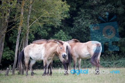 Przewalski Horse (equus Ferus Przewalskii) Stock Photo