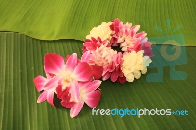 Puang Malay Stock Photo