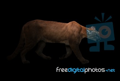 Puma (panthera Onca) In The Dark Stock Photo