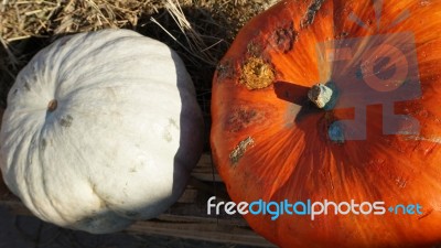 Pumpkin  Stock Photo