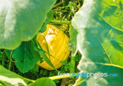Pumpkin Growing In The Garden Stock Photo