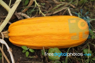 Pumpkin Harvesting Stock Photo