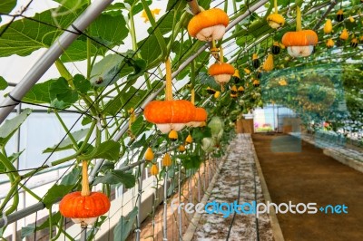 Pumpkin On A Field Stock Photo