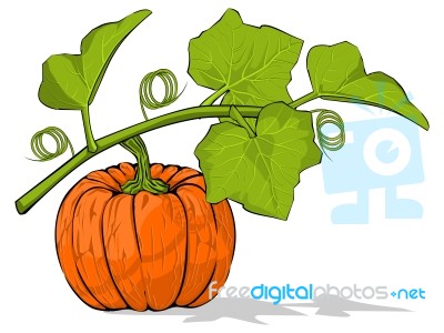 Pumpkin Under Its Leaves Stock Image