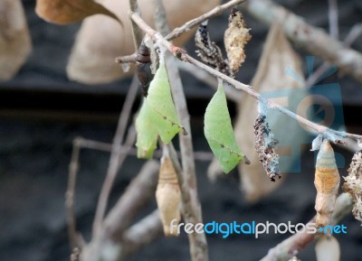 Pupa Of The Butterfly Stock Photo