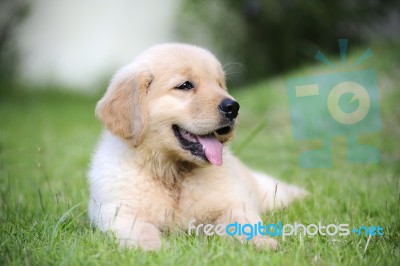 Puppy Stock Photo