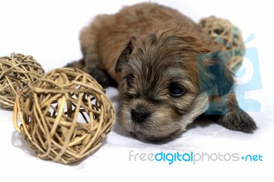 Puppy Stock Photo