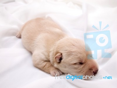 Puppy Stock Photo