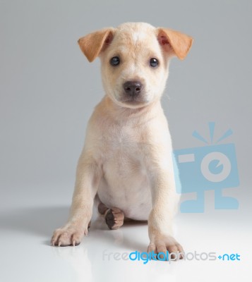 Puppy Dog Stock Photo