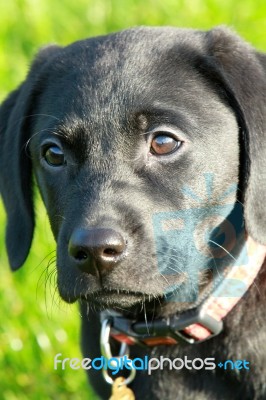 Puppy Dog Eyes Stock Photo