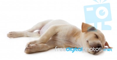 Puppy Dog Lying Stock Photo