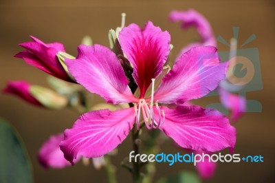 Purple Bauhinia Flower Stock Photo