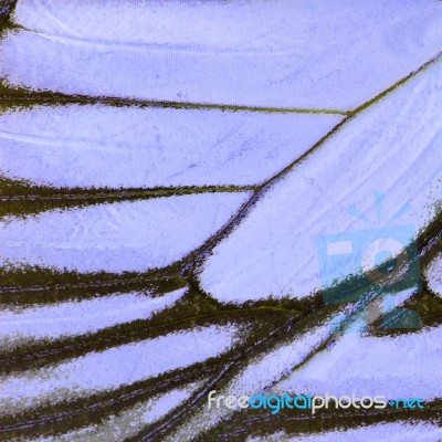 Purple Butterfly Wing Stock Photo