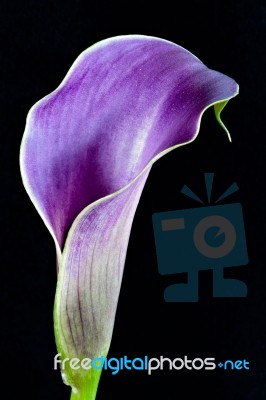 Purple Calla Lilly Stock Photo