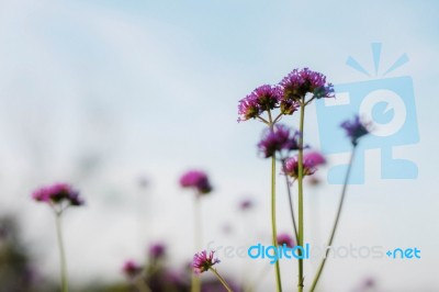Purple Flowers At Blue Sky Stock Photo