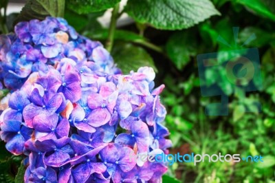 Purple Flowers In Rainy Season Stock Photo