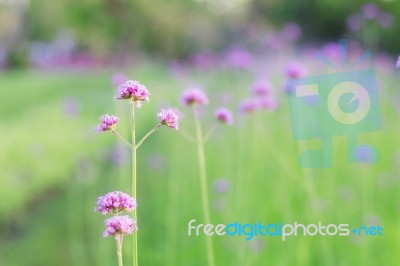 Purple Flowers With Beauty Stock Photo