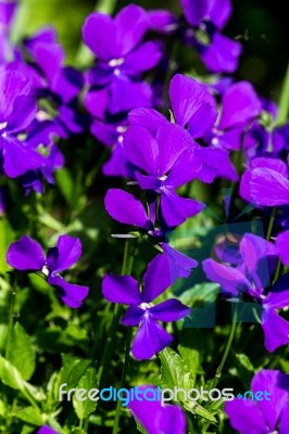 Purple Iris Flowers In A Garden Stock Photo Purple Iris Flowers In A Garden Stock Photo
