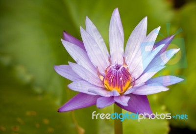 Purple Lotus Stock Photo