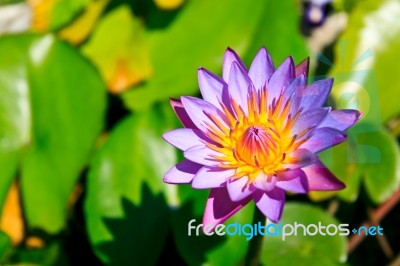 Purple Lotus Stock Photo