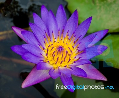 Purple Lotus On Pond Stock Photo