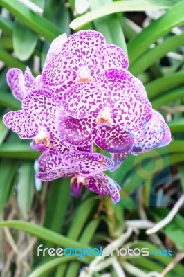 Purple Mokara Hybrids Orchid In Garden Stock Photo