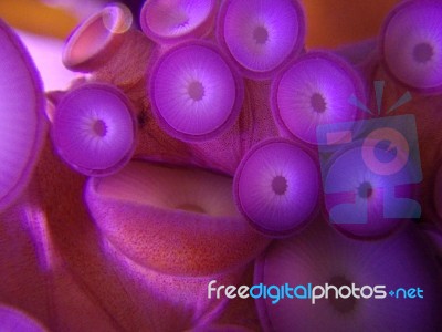 Purple Octopus Tentacles 1 Stock Photo