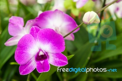 Purple Orchid Stock Photo
