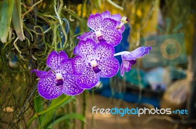 Purple Orchid Stock Photo